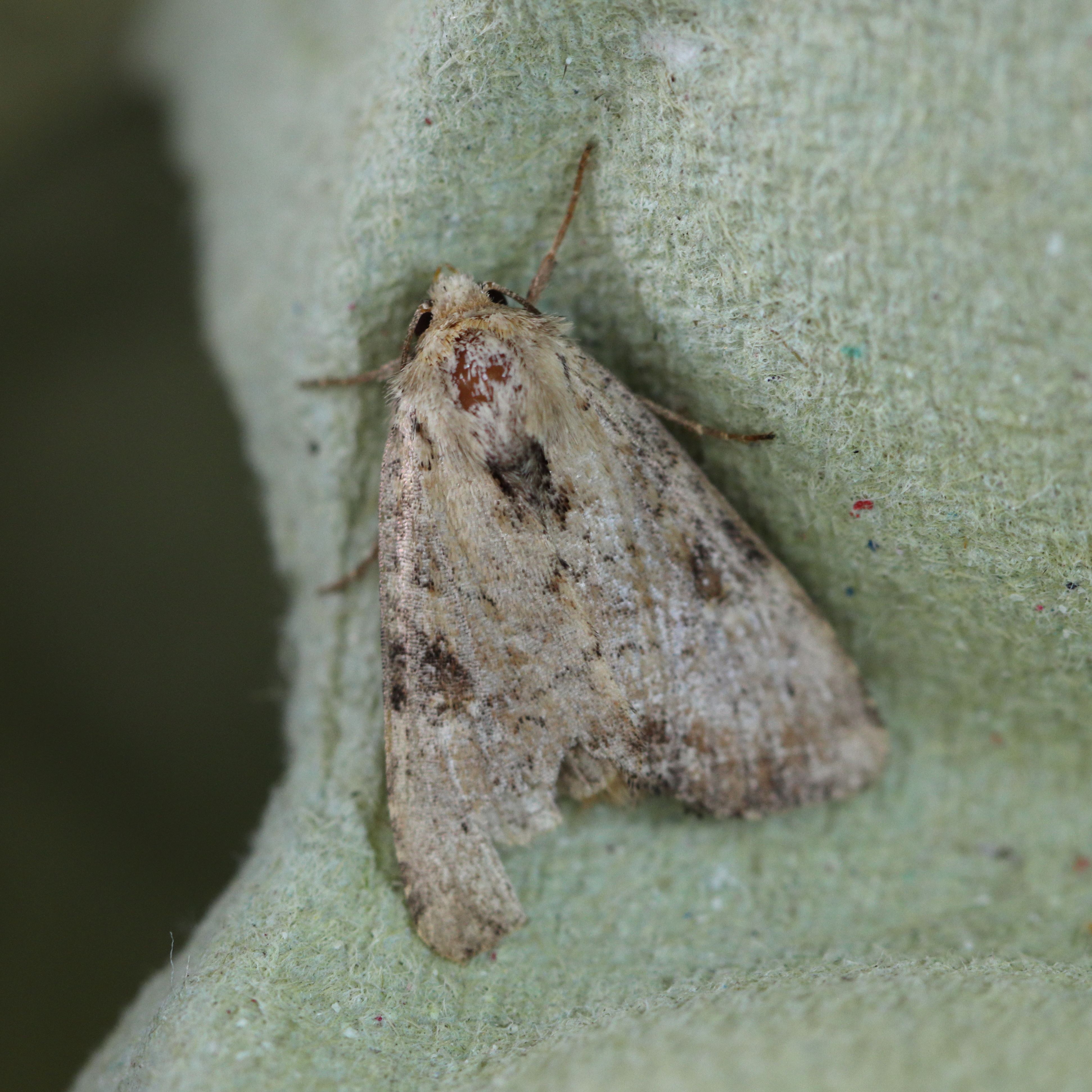 Photo of Slender Brindle (Apamea scolopacina)
